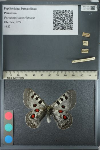 Media type: image;   Entomology 174852